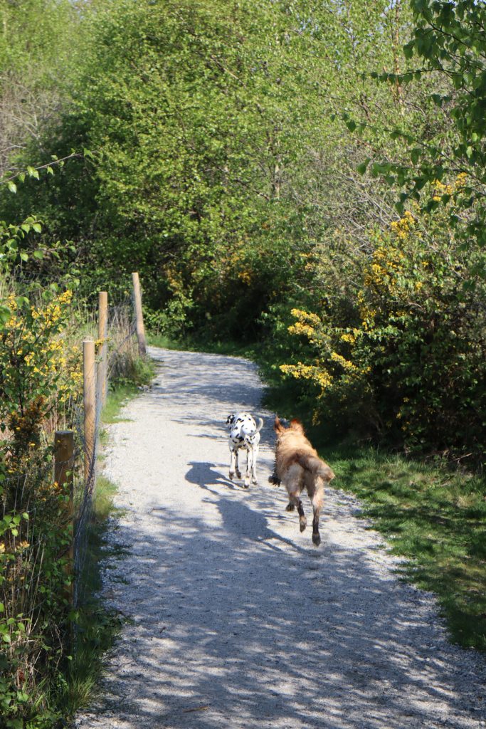 Are secure dog fields profitable? Costs, income potential & what landowners should know