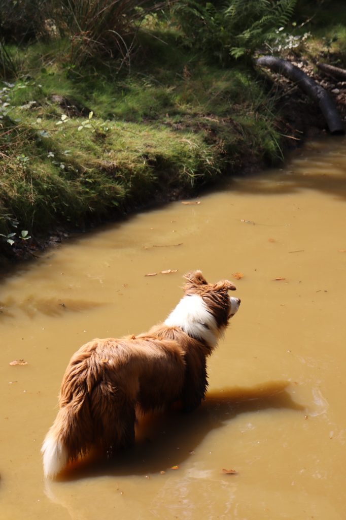 How to start a secure dog field: landowner FAQs on costs, planning & bookings