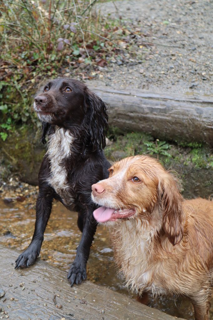 How much land do you need for a secure dog field?