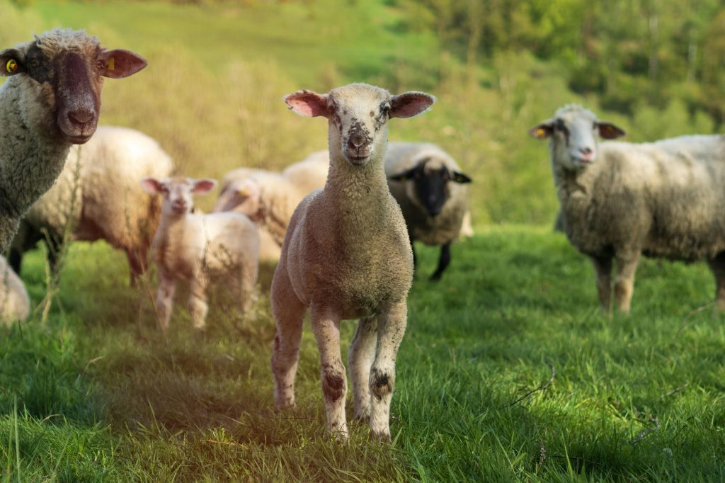Livestock worrying laws are changing: What it means for farmers and a new opportunity to consider