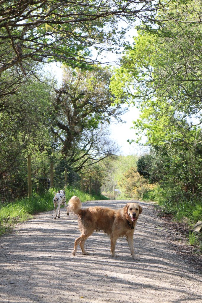 5 things that make a dog field successful