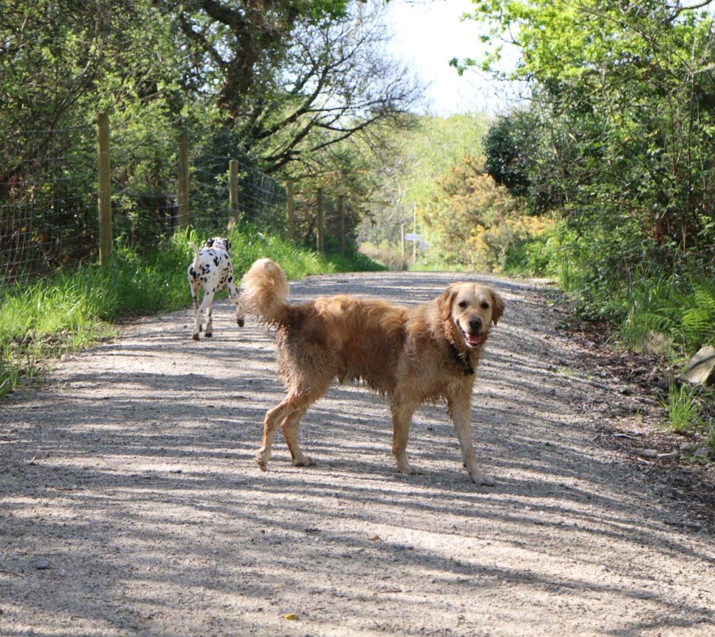 5 things that make a dog field successful