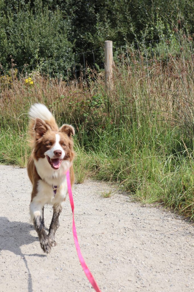 Do you need planning permission for a dog walking field?