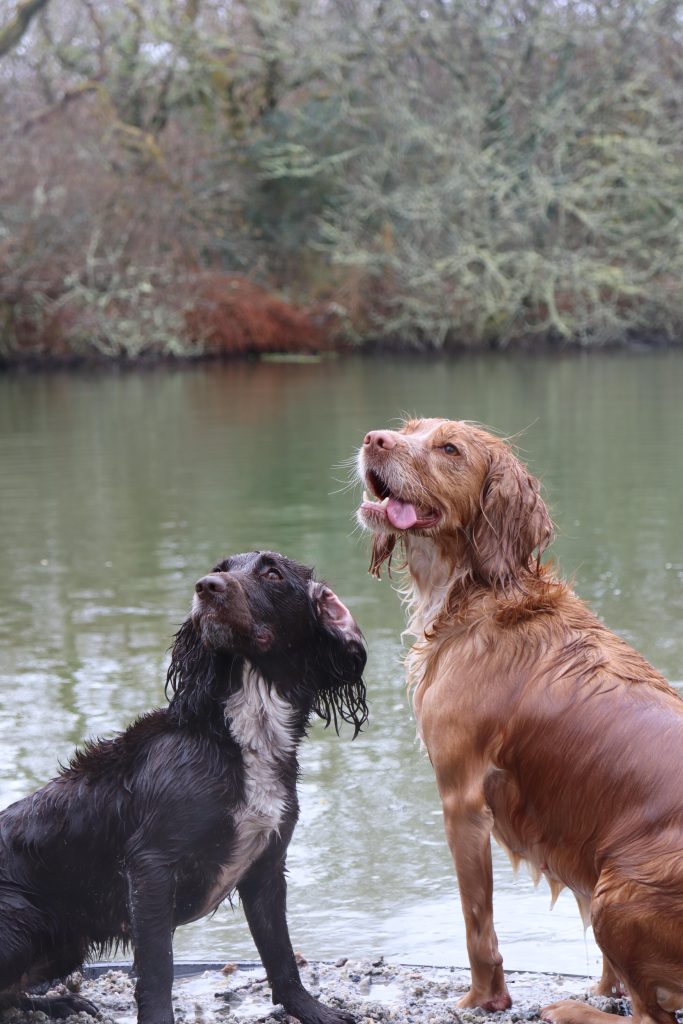 Opening your dog field: the month-before-launch checklist