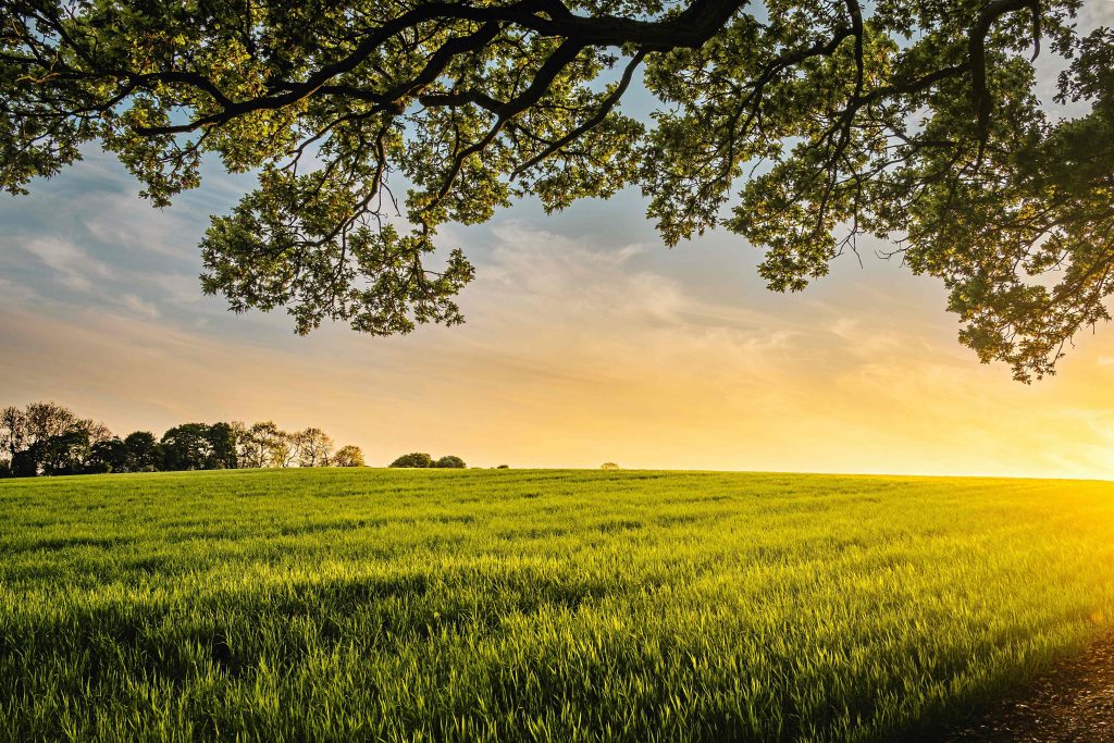Running a dog field alongside a farm: how much work is it really?